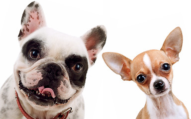 Image showing chihuahua and french bull dog