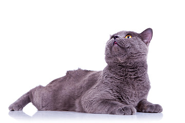 Image showing big english cat looking up