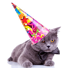Image showing big english party cat 