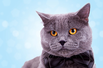 Image showing head of a cute big english cat 