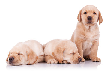 Image showing three adorable little labrador retriever puppies