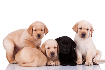 Image showing curious little labrador retriever puppies 