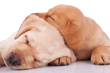 Image showing  little labrador retrievers sleeping