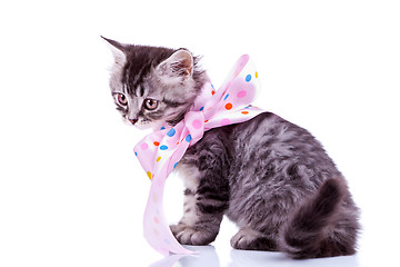 Image showing tabby cat wearing a pink ribbon