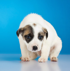 Image showing shy and scared little stray puppy 
