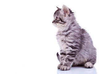 Image showing silver tabby baby cat looking at something 