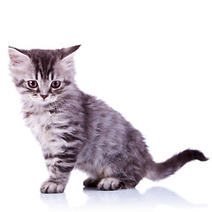 Image showing cute silver tabby baby cat