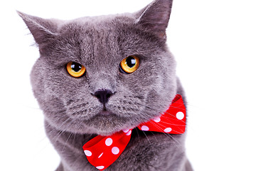 Image showing  big english cat wearing a red bow tie