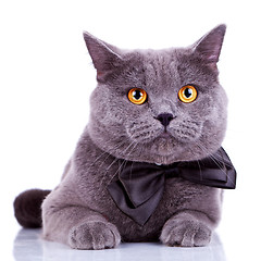 Image showing english cat with big orange eyes