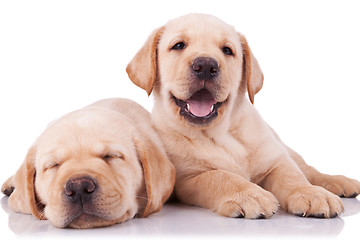 Image showing two adorable little labrador retriever puppies