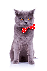 Image showing cat wearing a red bow tie