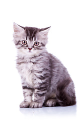 Image showing cute baby silver tabby cat