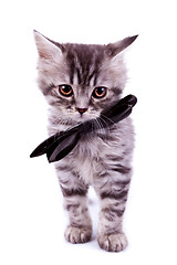 Image showing  cat wearing a black neck bow