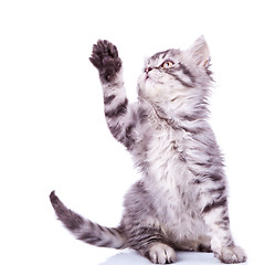 Image showing tabby cat reaching for something 