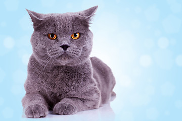 Image showing serious english cat 