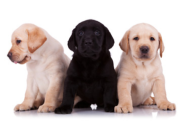 Image showing  little labrador retriever puppies