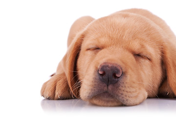 Image showing sleeping labrador retriever puppy