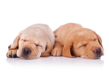 Image showing two tired labrador retriever puppies