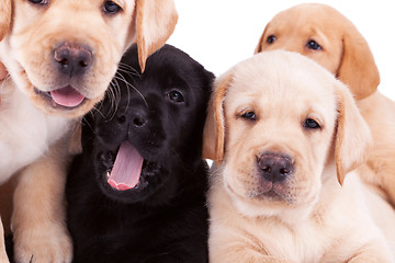 Image showing four little labrador retriever puppies