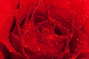 Image showing red rose with water droplets