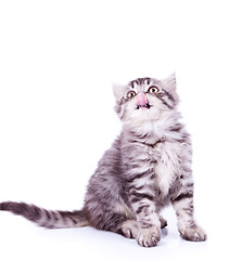 Image showing baby silver tabby cat licking its nose 