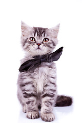 Image showing seated little silver tabby cat