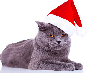 Image showing big english cat wearing a santa hat 