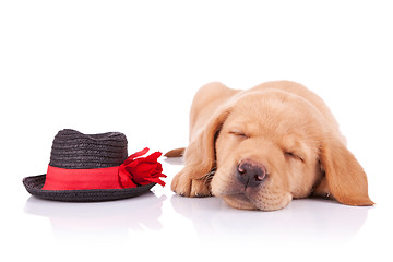 Image showing tired little show dog