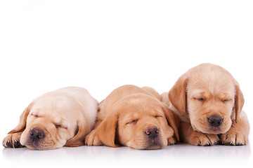 Image showing  little labrador retriever puppies  sleeping