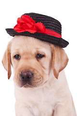 Image showing head of a cute labrador retriever puppy