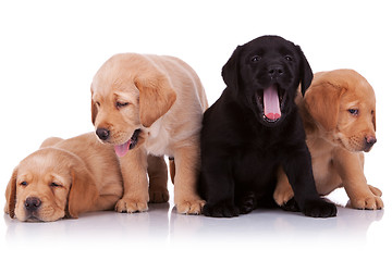 Image showing tired puppies