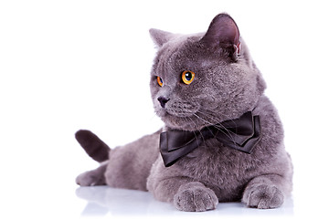 Image showing big english cat with a bow tie