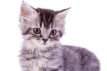 Image showing cute baby silver tabby cat 