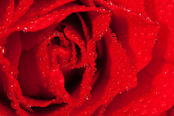 Image showing  red rose with water droplets