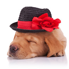 Image showing sleeping labrador retriever puppy