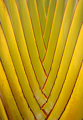 Image showing Palm tree