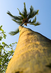 Image showing Palm tree