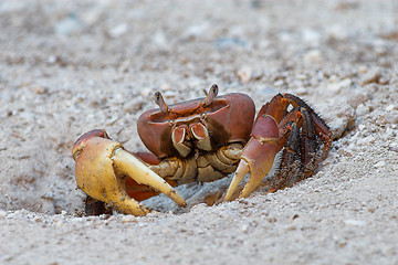 Image showing Crab