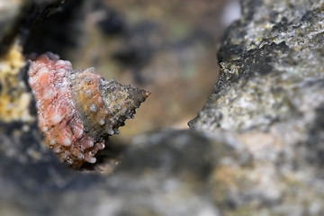 Image showing Closeup of a snail