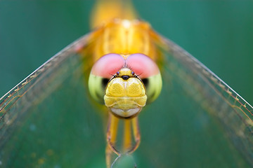 Image showing Dragonfly