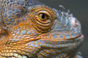 Image showing Portrait of a lizard