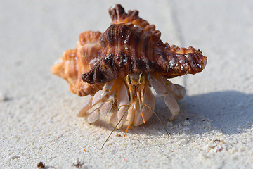 Image showing Hermit crab