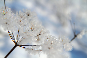 Image showing snow in the nature with plants