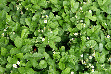 Image showing strawberries plants background