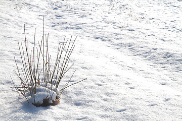 Image showing snow in the nature with plants