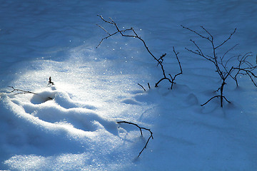 Image showing snow in the nature with plants