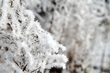 Image showing snow in the nature with plants