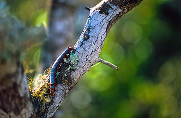 Image showing Galapagos centipede