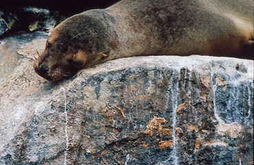 Image showing Galapagos sea lion