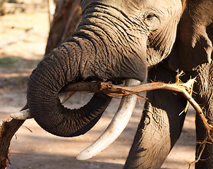 Image showing African bush elephant